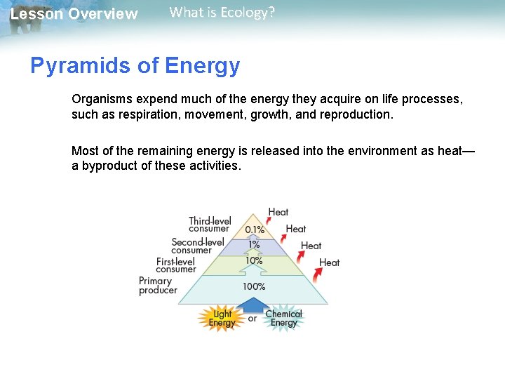 Lesson Overview What is Ecology? Pyramids of Energy Organisms expend much of the energy