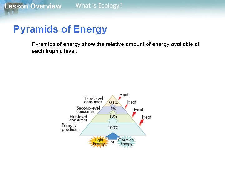 Lesson Overview What is Ecology? Pyramids of Energy Pyramids of energy show the relative
