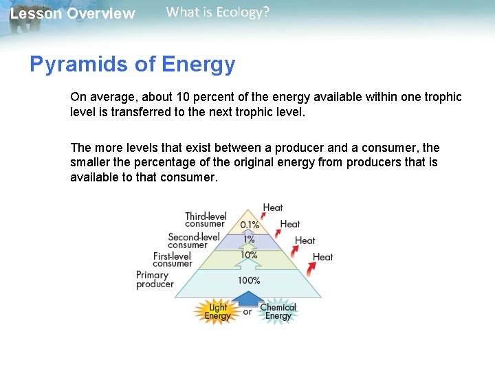 Lesson Overview What is Ecology? Pyramids of Energy On average, about 10 percent of