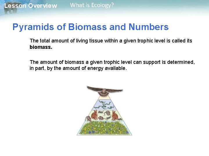 Lesson Overview What is Ecology? Pyramids of Biomass and Numbers The total amount of