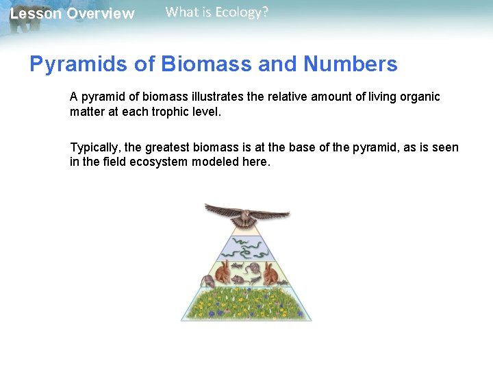 Lesson Overview What is Ecology? Pyramids of Biomass and Numbers A pyramid of biomass