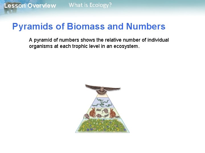 Lesson Overview What is Ecology? Pyramids of Biomass and Numbers A pyramid of numbers