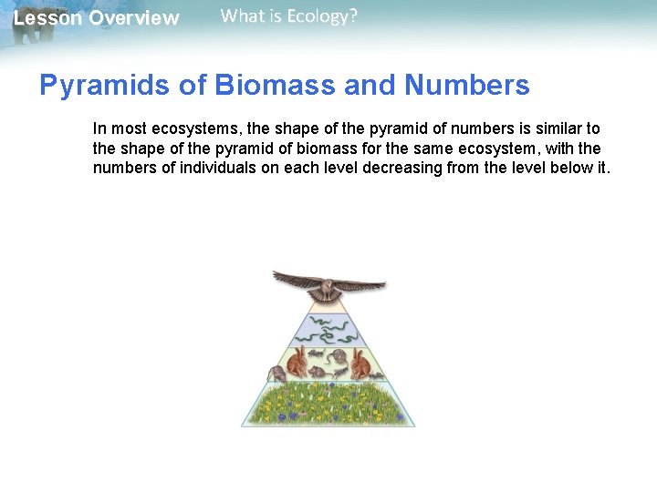 Lesson Overview What is Ecology? Pyramids of Biomass and Numbers In most ecosystems, the