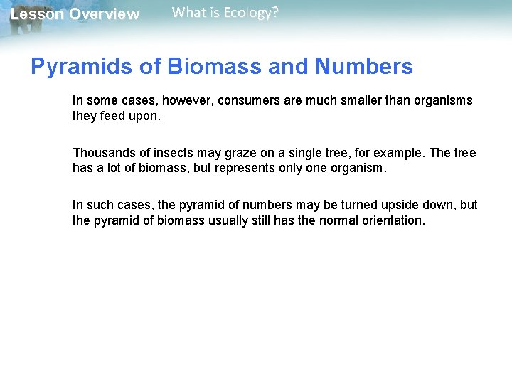 Lesson Overview What is Ecology? Pyramids of Biomass and Numbers In some cases, however,