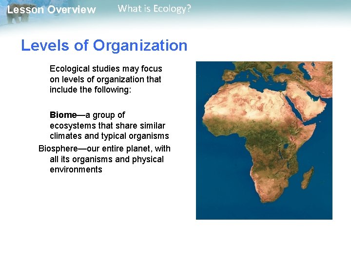 Lesson Overview What is Ecology? Levels of Organization Ecological studies may focus on levels
