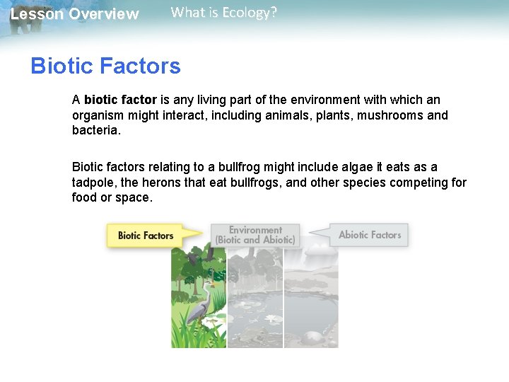 Lesson Overview What is Ecology? Biotic Factors A biotic factor is any living part