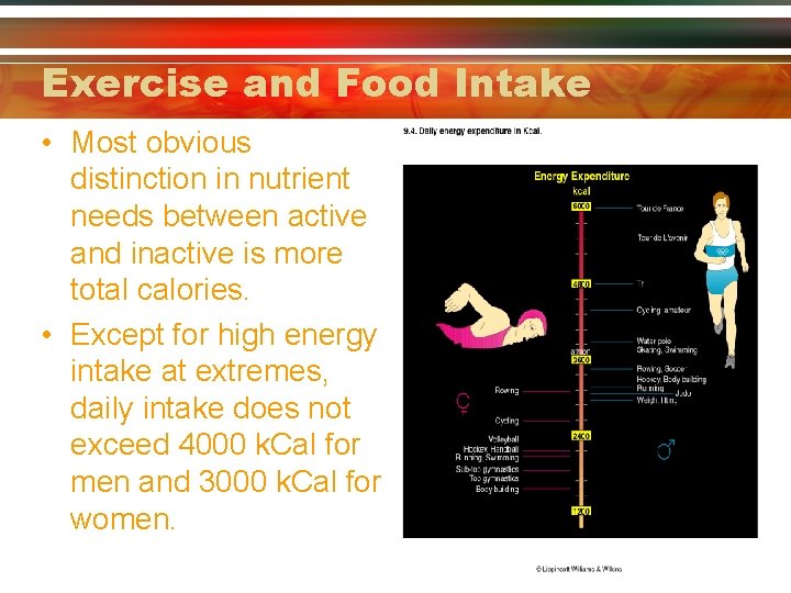 Exercise and Food Intake • Most obvious distinction in nutrient needs between active and