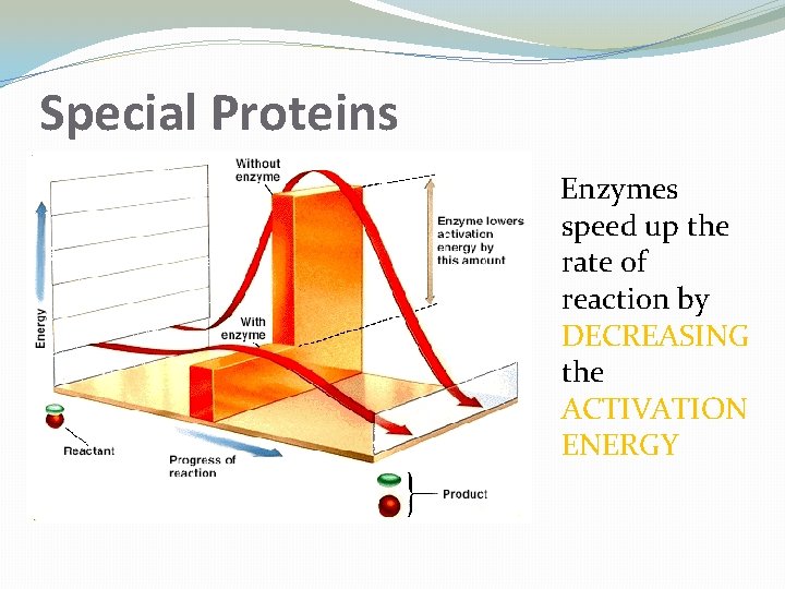 Special Proteins Enzymes speed up the rate of reaction by DECREASING the ACTIVATION ENERGY