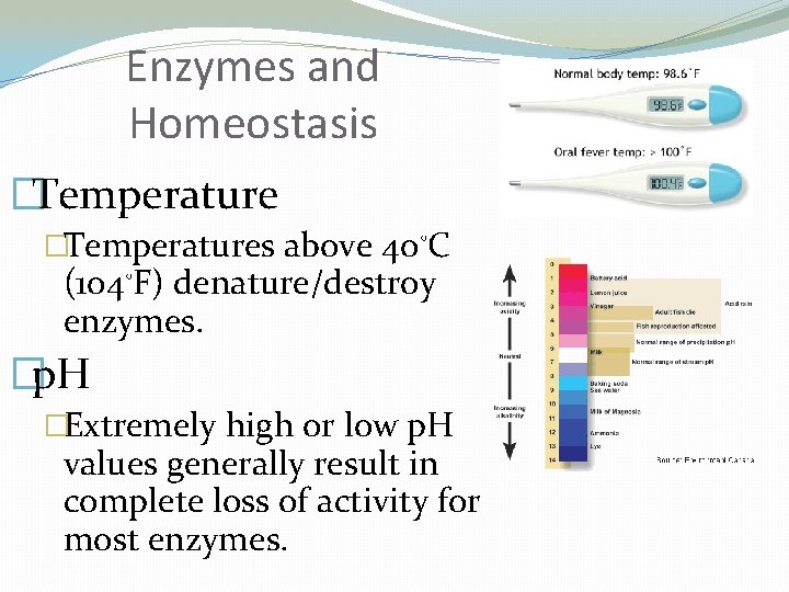 Enzymes and Homeostasis �Temperatures above 40◦C (104◦F) denature/destroy enzymes. �p. H �Extremely high or