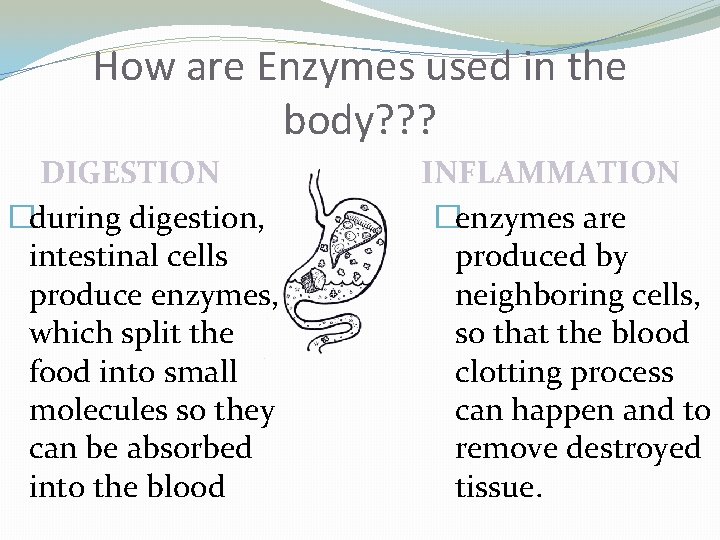 How are Enzymes used in the body? ? ? DIGESTION �during digestion, intestinal cells