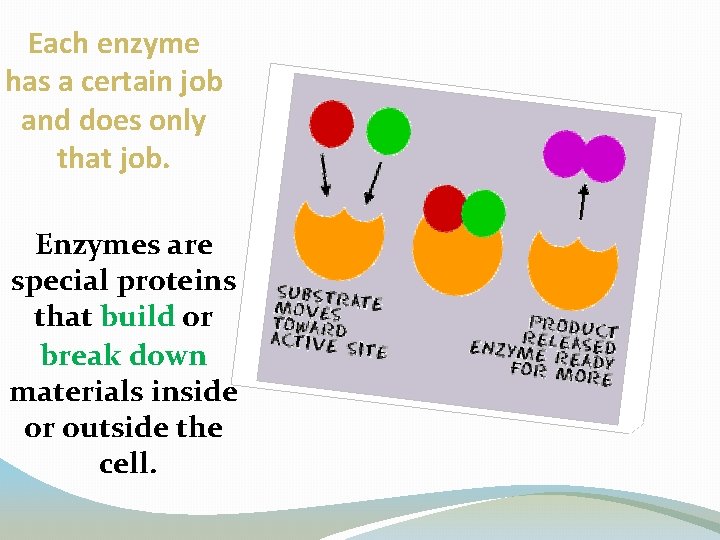 Each enzyme has a certain job and does only that job. Enzymes are special