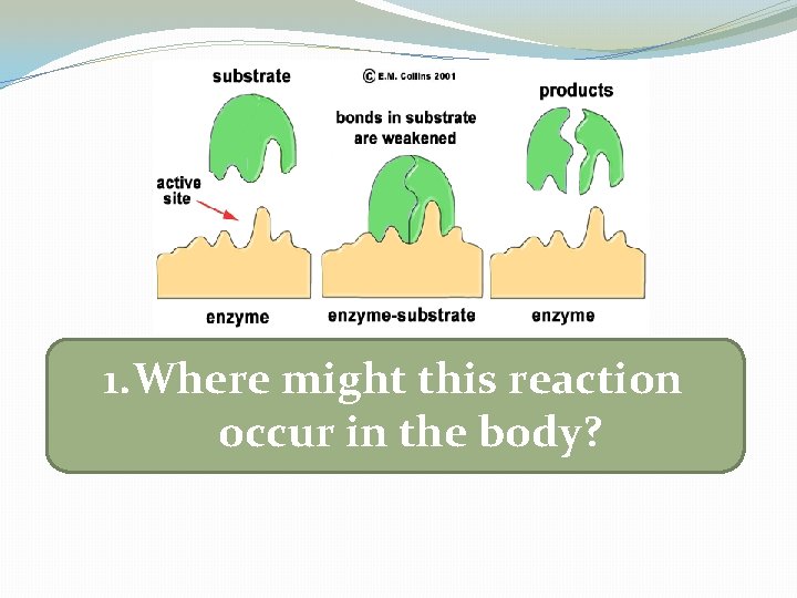 1. Where might this reaction occur in the body? 