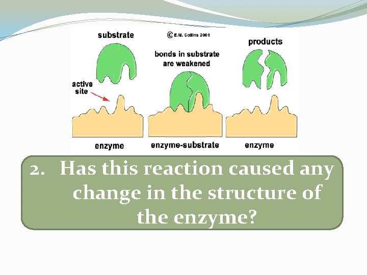 2. Has this reaction caused any change in the structure of the enzyme? 