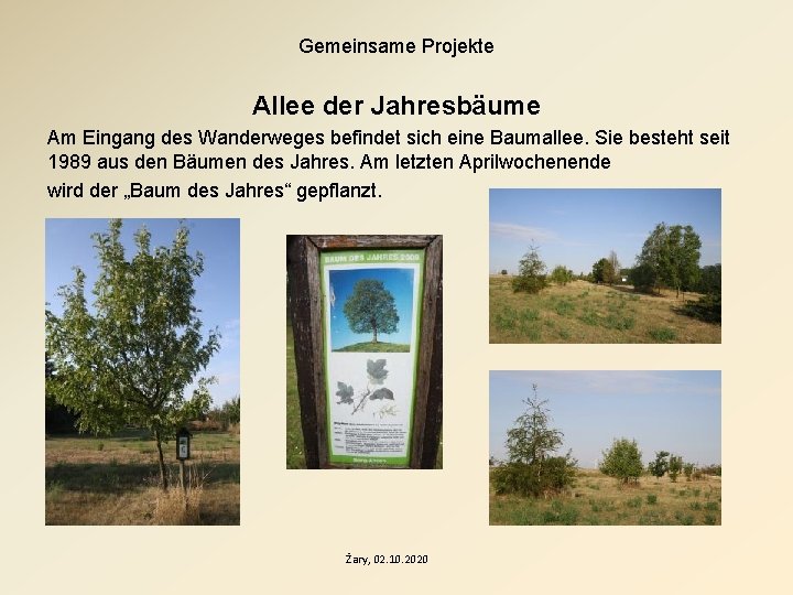 Gemeinsame Projekte Allee der Jahresbäume Am Eingang des Wanderweges befindet sich eine Baumallee. Sie