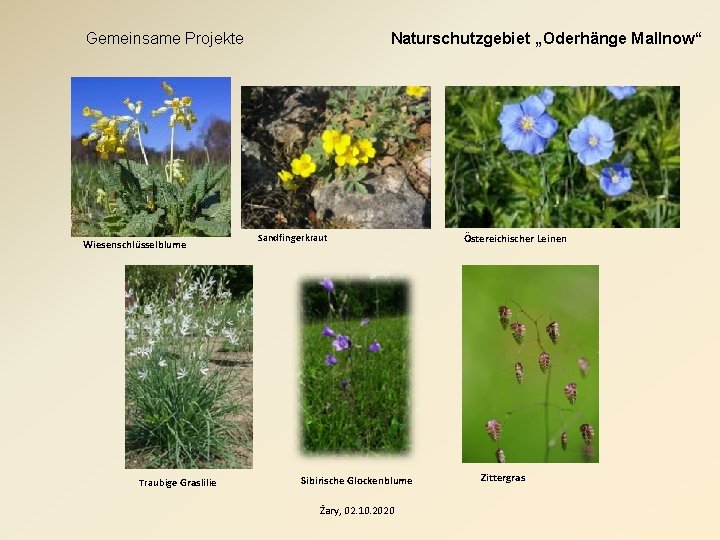 Gemeinsame Projekte Wiesenschlüsselblume Traubige Graslilie Naturschutzgebiet „Oderhänge Mallnow“ Sandfingerkraut Sibirische Glockenblume Żary, 02. 10.