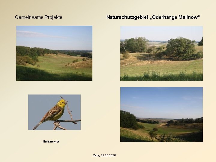 Gemeinsame Projekte Naturschutzgebiet „Oderhänge Mallnow“ Goldammer Żary, 02. 10. 2020 