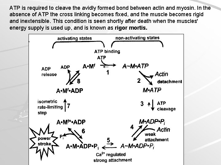 ATP is required to cleave the avidly formed bond between actin and myosin. In