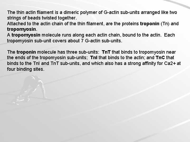 The thin actin filament is a dimeric polymer of G-actin sub-units arranged like two