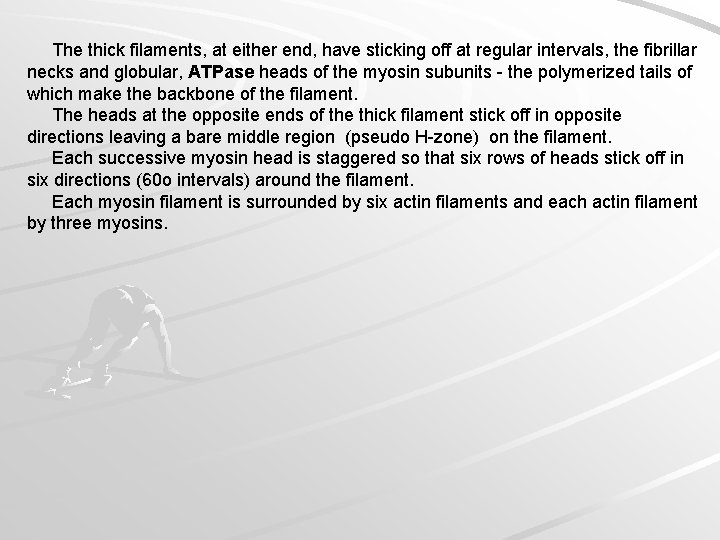 The thick filaments, at either end, have sticking off at regular intervals, the fibrillar