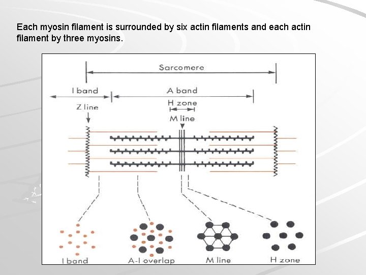 Each myosin filament is surrounded by six actin filaments and each actin filament by