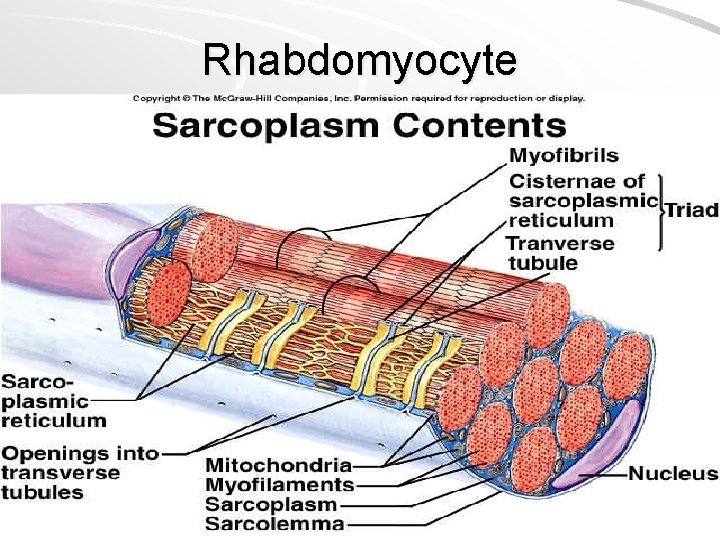 Rhabdomyocyte 