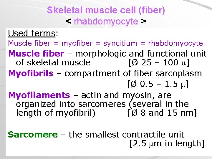 Skeletal muscle cell (fiber) < rhabdomyocyte > Used terms: Muscle fiber = myofiber =