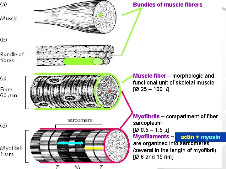 Bundles of muscle fibrers Muscle fiber – morphologic and functional unit of skeletal muscle