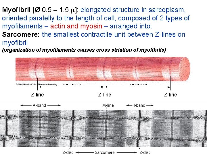 Myofibril [Ø 0. 5 – 1. 5 ]: elongated structure in sarcoplasm, oriented paralelly