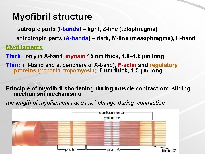 Myofibril structure izotropic parts (I-bands) – light, Z-line (telophragma) anizotropic parts (A-bands) – dark,