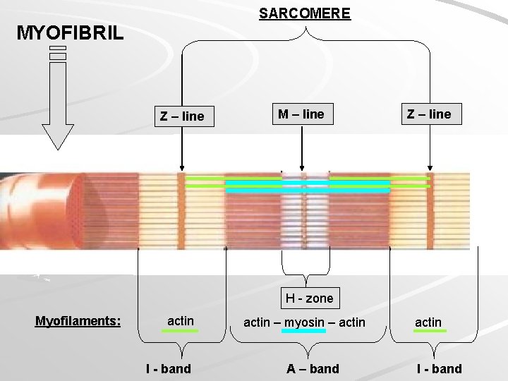 SARCOMERE MYOFIBRIL Z – line M – line Z – line H - zone