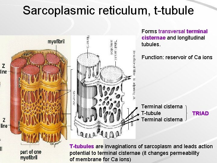 Sarcoplasmic reticulum, t-tubule Forms transversal terminal cisternae and longitudinal tubules. Function: reservoir of Ca