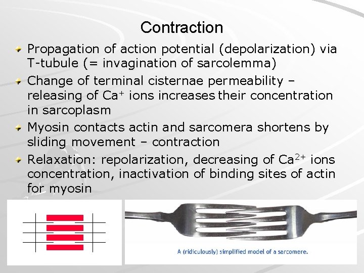 Contraction Propagation of action potential (depolarization) via T-tubule (= invagination of sarcolemma) Change of