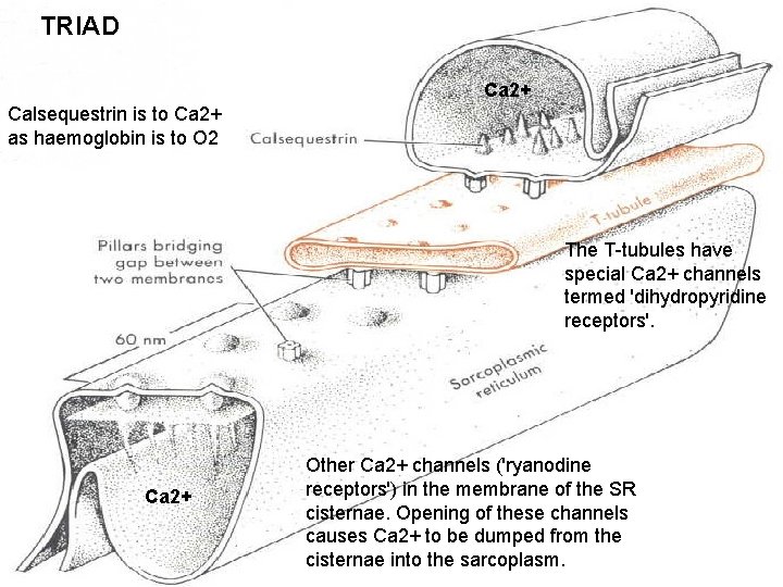 TRIAD Ca 2+ Calsequestrin is to Ca 2+ as haemoglobin is to O 2