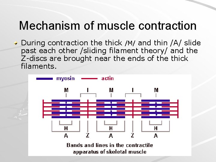 Mechanism of muscle contraction During contraction the thick /M/ and thin /A/ slide past