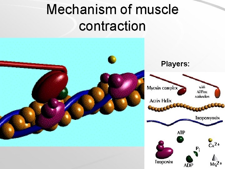 Mechanism of muscle contraction Players: 