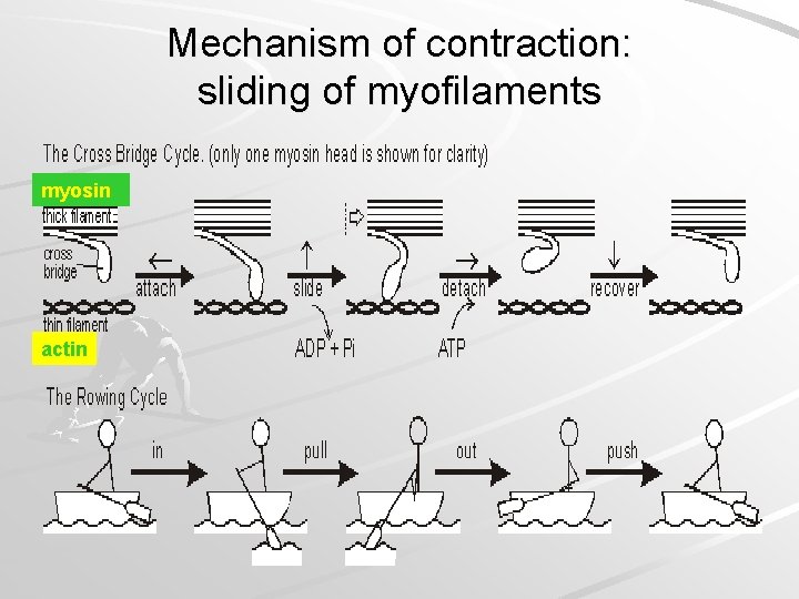 Mechanism of contraction: sliding of myofilaments myosin actin 