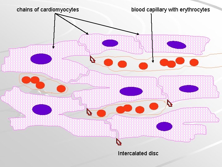 chains of cardiomyocytes blood capillary with erythrocytes Intercalated disc 