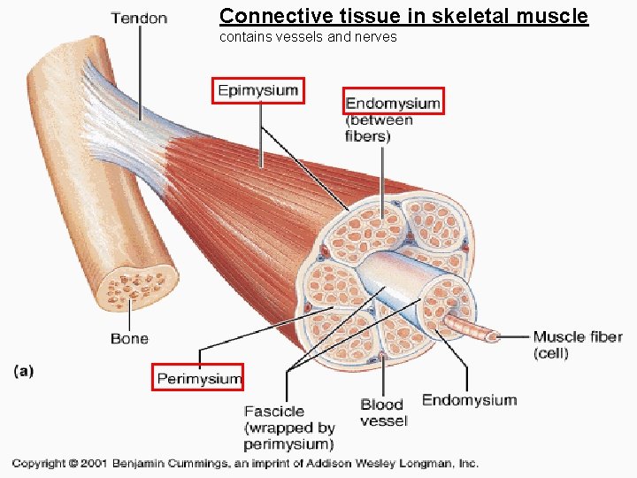 Connective tissue in skeletal muscle contains vessels and nerves 