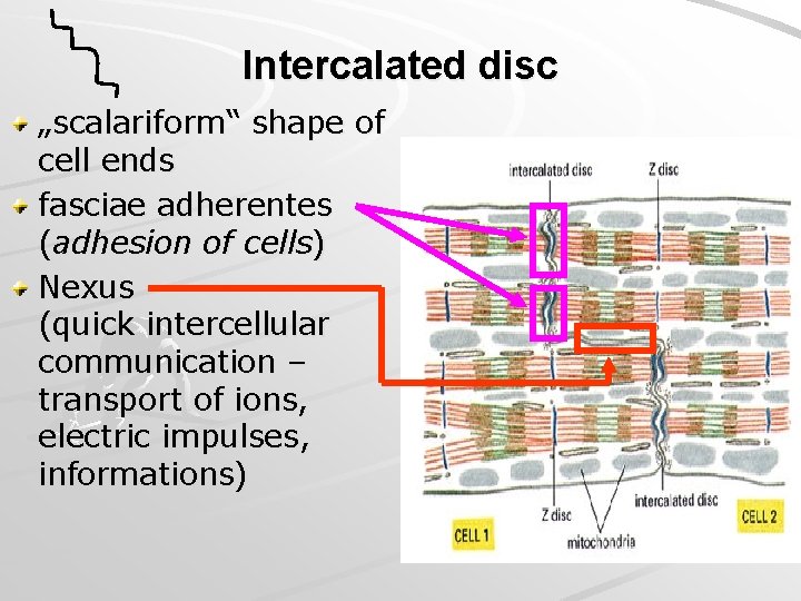 Intercalated disc „scalariform“ shape of cell ends fasciae adherentes (adhesion of cells) Nexus (quick
