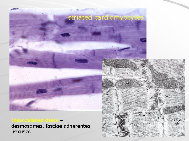 striated cardiomyocytes intercalated discs – desmosomes, fasciae adherentes, nexuses 