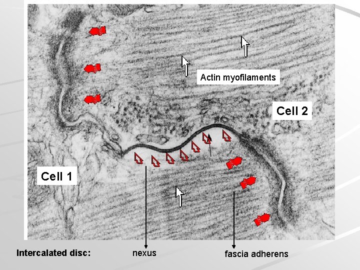 Actin myofilaments Cell 2 Cell 1 Intercalated disc: nexus fascia adherens 