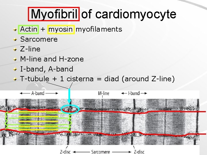 Myofibril of cardiomyocyte Actin + myosin myofilaments Sarcomere Z-line M-line and H-zone I-band, A-band