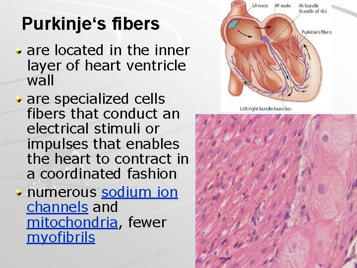 Purkinje‘s fibers are located in the inner layer of heart ventricle wall are specialized