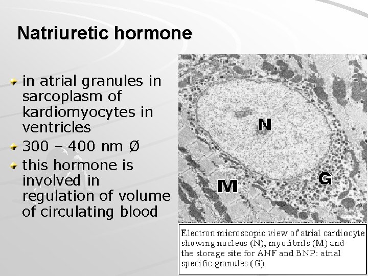 Natriuretic hormone in atrial granules in sarcoplasm of kardiomyocytes in ventricles 300 – 400