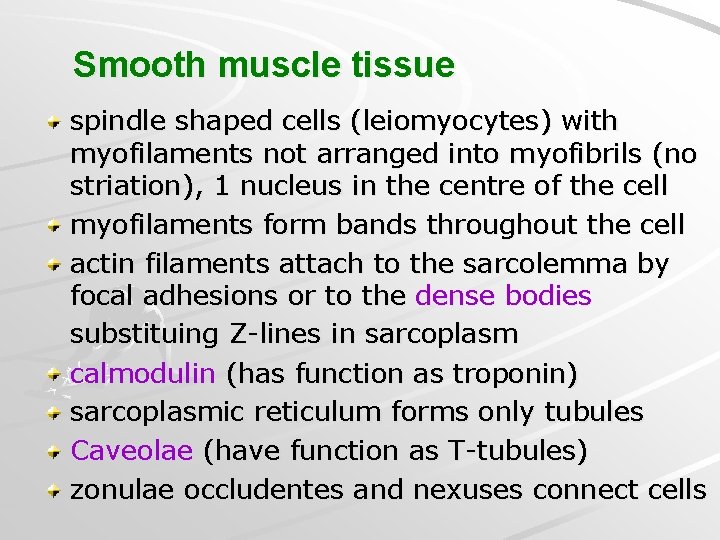 Smooth muscle tissue spindle shaped cells (leiomyocytes) with myofilaments not arranged into myofibrils (no