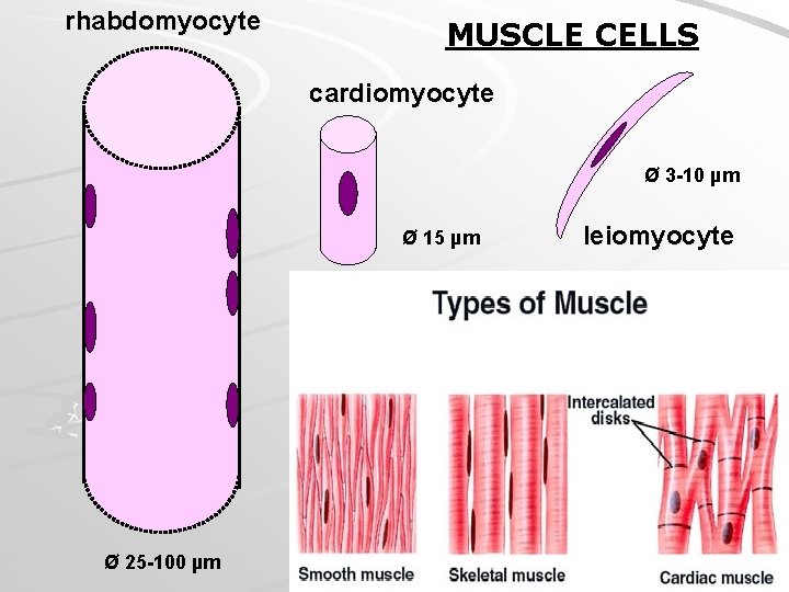 rhabdomyocyte MUSCLE CELLS cardiomyocyte Ø 3 -10 µm Ø 15 µm Ø 25 -100