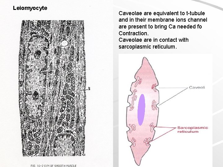 Leiomyocyte Caveolae are equivalent to t-tubule and in their membrane ions channel are present