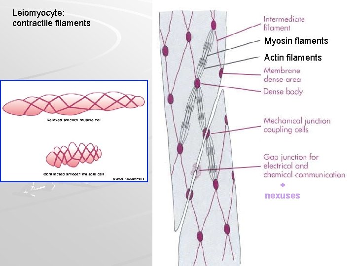 Leiomyocyte: contractile filaments Myosin flaments Actin filaments + nexuses 