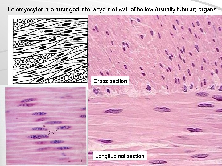 Leiomyocytes are arranged into laeyers of wall of hollow (usually tubular) organs Cross section