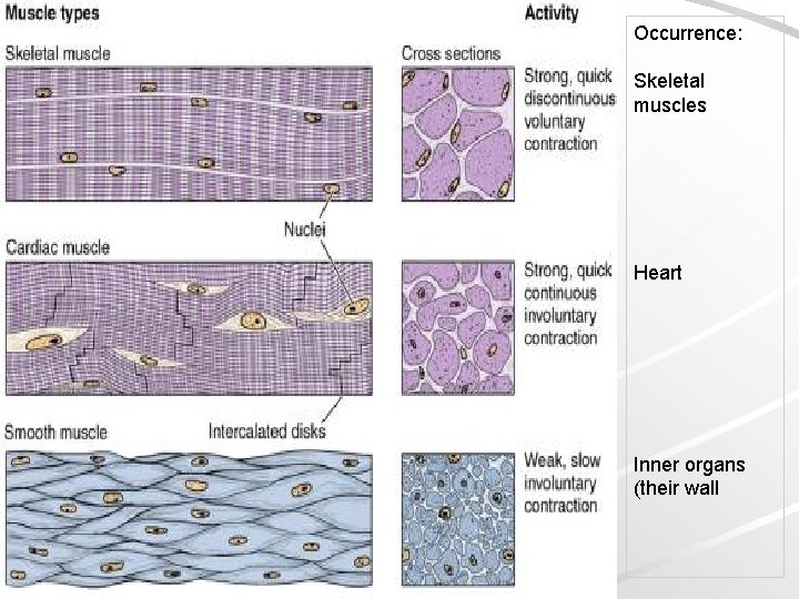 Occurrence: Skeletal muscles Heart Inner organs (their wall 